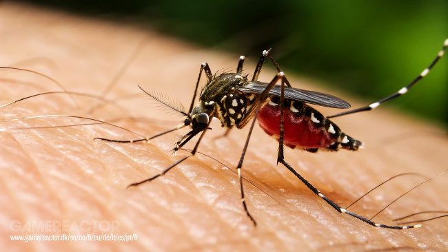 Le nombre de cas de dengue dépasse les 44 000 au Sri Lanka rien qu'en 2026
