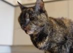 Le chat le plus vieux du monde f&ecirc;te ses 30 ans