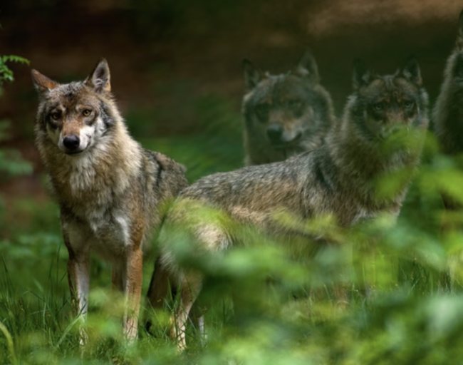 L'Allemagne envisage de légaliser la chasse au loup après l'augmentation des attaques de bétail