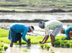 Un mois de juin tr&egrave;s sec et une mousson inf&eacute;rieure &agrave; la moyenne menacent la production agricole de l'Inde cette ann&eacute;e