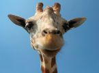 Une nouvelle &eacute;tude sugg&egrave;re que les girafes sont capables de r&eacute;soudre des probl&egrave;mes math&eacute;matiques simples