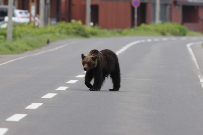 Une ville japonaise ferme près de 100 écoles après qu'un ours a été aperçu