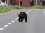Une ville japonaise ferme pr&egrave;s de 100 &eacute;coles apr&egrave;s qu'un ours a &eacute;t&eacute; aper&ccedil;u