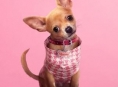 Le préquel Legally Blonde de Prime Video, Elle, sera diffusé pour la première fois en juillet.