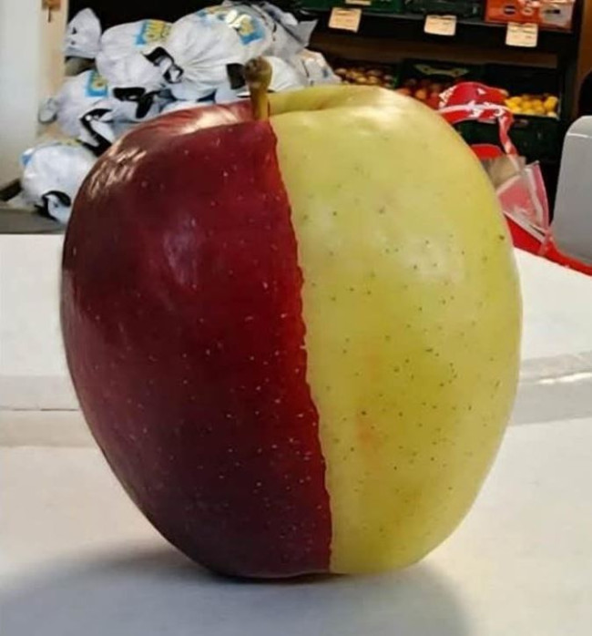 Une pomme chimère rare fait sensation du jour au lendemain en Nouvelle-Zélande