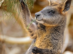 Trois wallabies, qui ressemblent &agrave; des kangourous, ont &eacute;t&eacute; sauv&eacute;s lors d'une descente dans une plantation de cannabis, loin de leur habitat naturel aux Antipodes