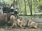 Une vid&eacute;o montre le moment o&ugrave; un gardien de zoo en Tha&iuml;lande est d&eacute;vor&eacute; vivant par des lions sous le regard terroris&eacute; des touristes.