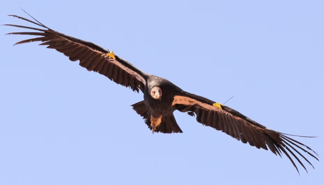 Le condor de Californie repéré dans l'Oregon pour la première fois depuis plus de 100 ans.
