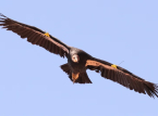 Le condor de Californie rep&eacute;r&eacute; dans l'Oregon pour la premi&egrave;re fois depuis plus de 100 ans.