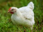 Les v&eacute;t&eacute;rinaires demandent l'interdiction totale des cages &agrave; poules au Royaume-Uni.
