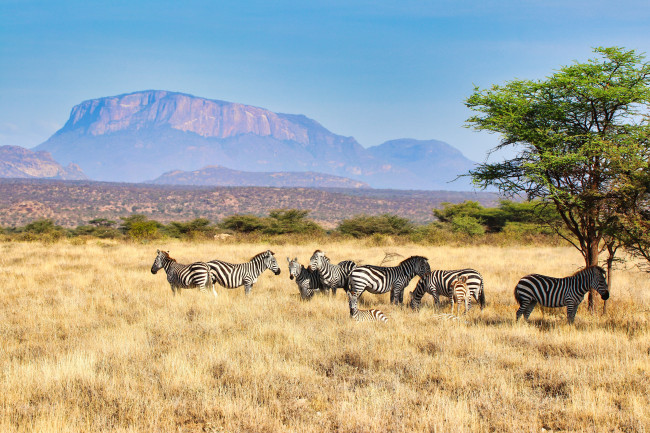 Des touristes seraient décédés après le crash d'un hélicoptère près d'une montagne dans le nord du Kenya