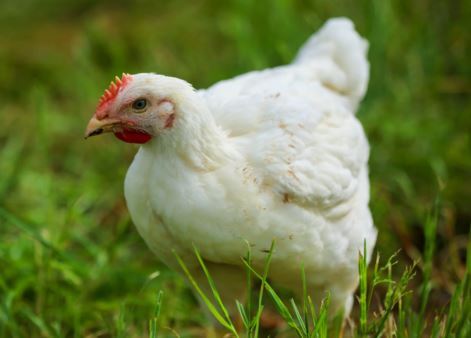 Les vétérinaires demandent l'interdiction totale des cages à poules au Royaume-Uni.