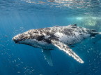 Apr&egrave;s des d&eacute;cennies de chasse &agrave; la baleine, on voit clairement des signes de r&eacute;tablissement