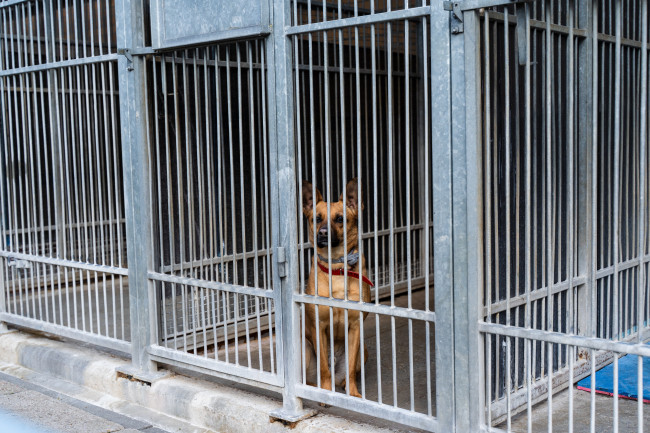 Des dizaines de chiens sauvés d'un refuge escroc en Ouganda