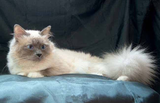 Le chat le plus choyé du monde n'a hérité de rien, malgré les 1,5 million de dollars mentionnés dans le testament