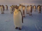 Les candidatures sont ouvertes pour un poste au bureau de poste des pingouins dans l'Antarctique.