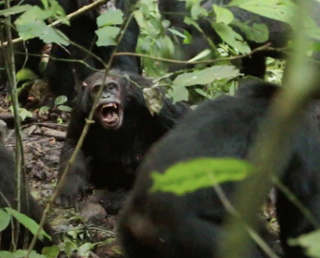 Des chimpanzés sauvages observés en train de mener une 