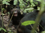 Des chimpanz&eacute;s sauvages observ&eacute;s en train de mener une "guerre civile" (que l'on croyait uniquement humaine) dans le cadre d'une &eacute;tude sans pr&eacute;c&eacute;dent.