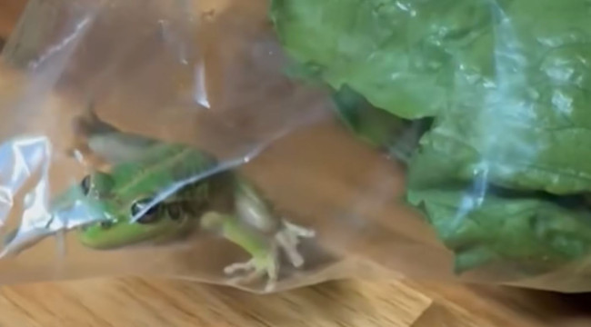 Des clients de l'épicerie choqués par une grenouille vivante dans un sac de salade