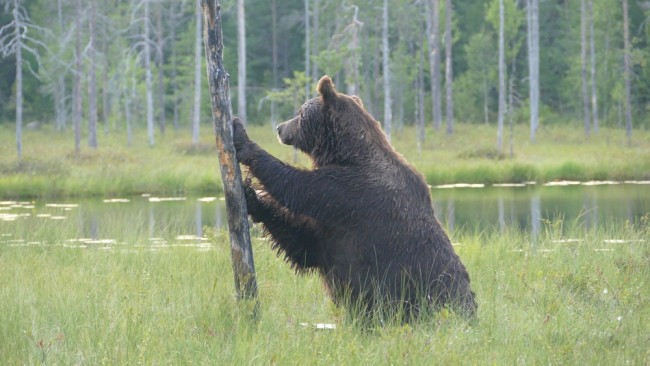 Le chef de l'environnement de l'UE déclare que le ré-ensauvagement des frontières pourrait contribuer à dissuader les invasions : 