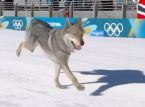 Le bon gar&ccedil;on local Nazgul s'&eacute;crase dans une course de ski aux Jeux olympiques : Il est "t&ecirc;tu mais tr&egrave;s gentil".