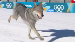 Le bon garçon local Nazgul s'écrase dans une course de ski aux Jeux olympiques : Il est 