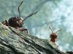 Empire of the Ants