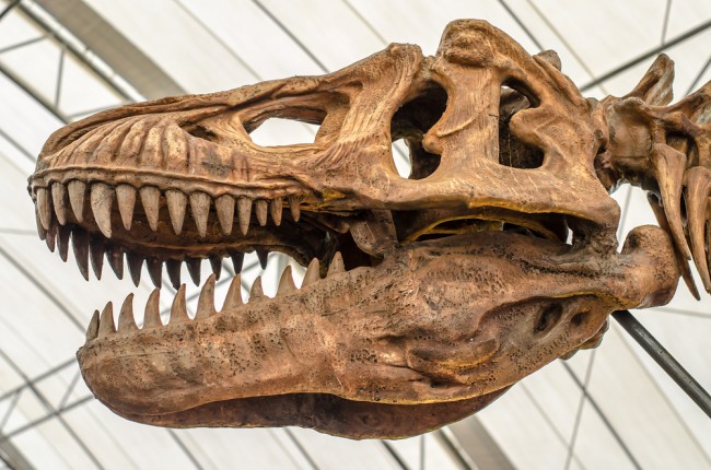 T. rex grandit plus lentement que les scientifiques ne le pensaient
