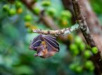 Tout ce que tu dois savoir sur le virus Nipah apr&egrave;s la confirmation de deux cas en Inde