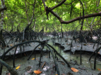 Les mangroves se r&eacute;tablissent dans le monde entier et s&eacute;questrent d'&eacute;normes quantit&eacute;s de dioxyde de carbone
