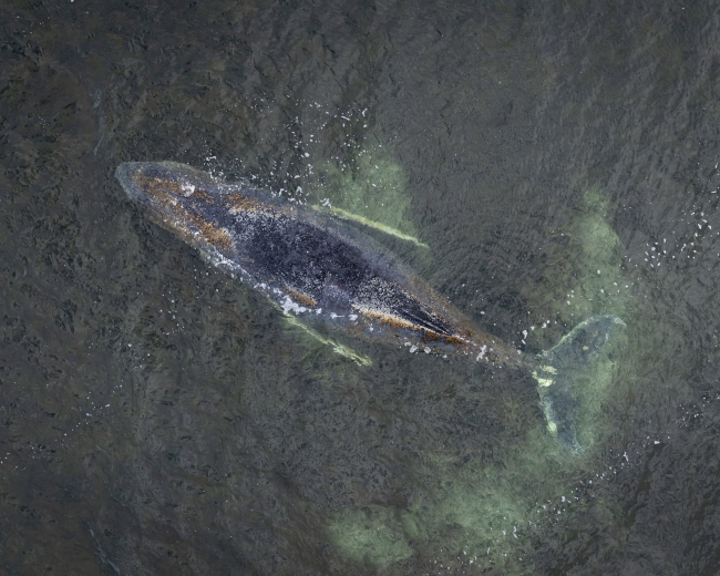 Une baleine à bosse s'échoue pour la troisième fois sur la côte allemande.