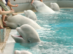 Les 30 b&eacute;lugas laiss&eacute;s pour morts dans un parc ferm&eacute; au Canada vont &ecirc;tre envoy&eacute;s dans des zoos aux &Eacute;tats-Unis et en Espagne