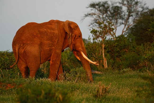 Le Nigeria va imposer des amendes et des peines de prison plus sévères aux trafiquants d'espèces sauvages