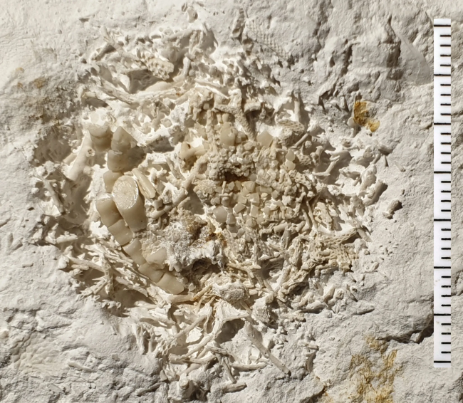 Un vomi fossilisé vieux de 66 millions d'années dévoilé au Danemark
