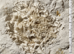 Un vomi fossilisé vieux de 66 millions d'années dévoilé au Danemark
