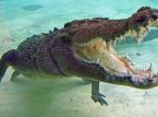 Un homme parvient à arracher les mâchoires d’un crocodile de sa tête après avoir été attaqué