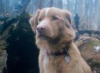 Une p&eacute;tition a &eacute;t&eacute; lanc&eacute;e aupr&egrave;s de l'Acad&eacute;mie pour qu'elle d&eacute;cerne des Oscars aux animaux.