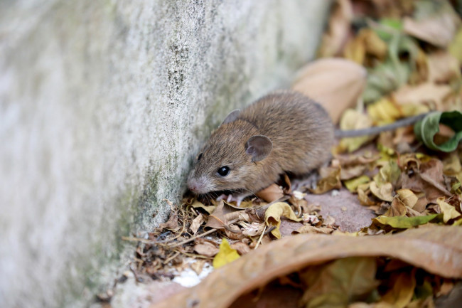 L'épidémie d'hantavirus est confirmée comme étant celle des Andes, la seule transmissible d'une personne à l'autre.