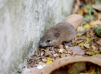 L'&eacute;pid&eacute;mie d'hantavirus est confirm&eacute;e comme &eacute;tant celle des Andes, la seule transmissible d'une personne &agrave; l'autre.