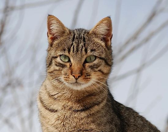 Des centaines de chats sauvés d'abattoirs au Vietnam