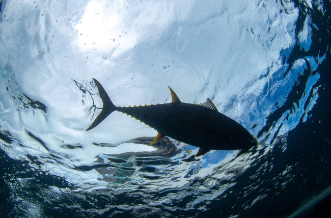Ce n'était pas un requin : un poisson géant (et très convoité) a fait peur aux baigneurs sur une plage de Marbella