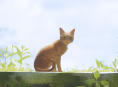 ESRB supprime la page Xbox Stray