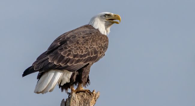 Jackie, l'aigle à tête blanche qui avait fait le buzz sur Internet, est mort