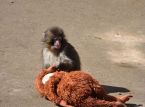 Des ressortissants am&eacute;ricains ont &eacute;t&eacute; arr&ecirc;t&eacute;s pour avoir tent&eacute; de s'introduire dans l'enclos de Punch le singe.