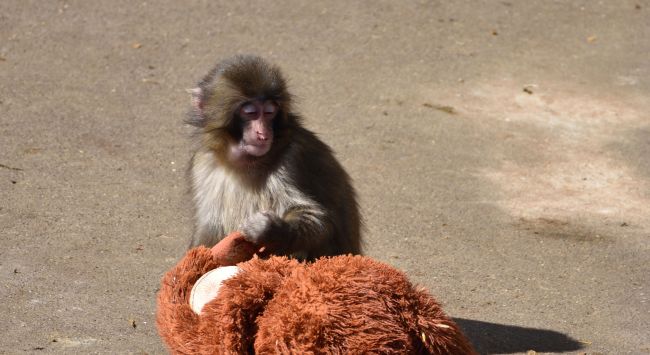 Des ressortissants américains ont été arrêtés pour avoir tenté de s'introduire dans l'enclos de Punch le singe.
