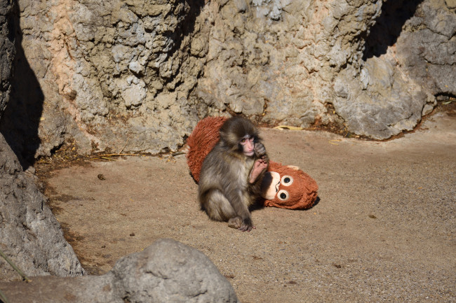 Des ressortissants américains ont été arrêtés pour avoir tenté de s'introduire dans l'enclos de Punch le singe.