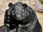 Un ours est film&eacute; en train d'attaquer un homme au Japon sur des images de vid&eacute;osurveillance