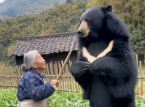 Que se passe-t-il avec le Japon et les ours ? Des drones qui aboient comme des chiens aux mamies qui se battent contre des ours.