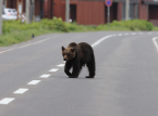 La ville japonaise d'Utsunomiya a suspendu tous les cours apr&egrave;s qu'un ours noir a &eacute;t&eacute; aper&ccedil;u dans les rues