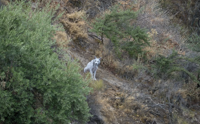 Le premier lynx ibérique blanc au monde capturé par une caméra : "Le fantôme blanc de la forêt méditerranéenne".